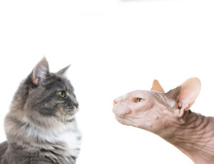 side view of two different cats. a hairless sphynx cat and a blue tabby maine coon cat face to face isolated on white background side view of two different cats. a hairless sphynx cat and a blue tabby maine coon cat face to face isolated on white background